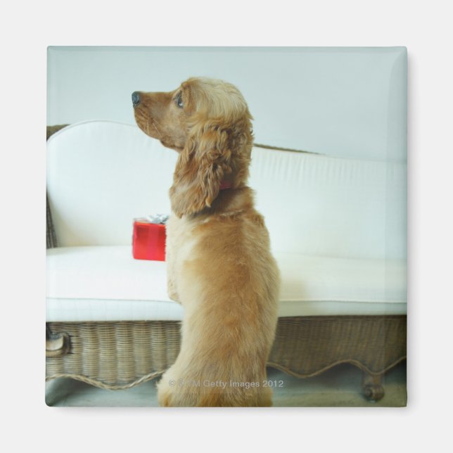 Dog standing on a couch with a gift magnet (Front)