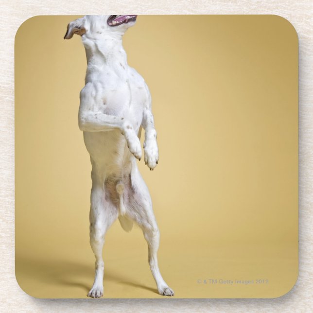 Dog standing on hind legs coaster (Front)