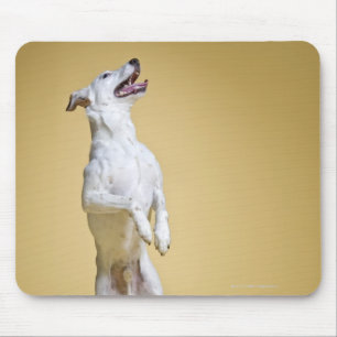 Dog standing on hind legs mouse pad