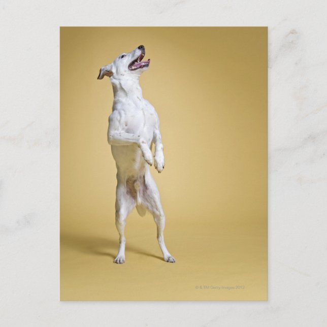 Dog standing on hind legs postcard (Front)