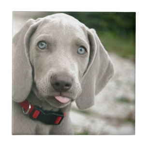 Dog sticking tongue out ceramic tile