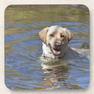 Dog swimming coaster