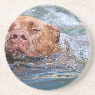 Dog Swimming Coaster