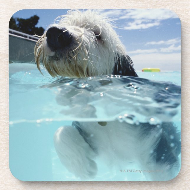 Dog Swimming in a Swimming Pool Coaster (Front)