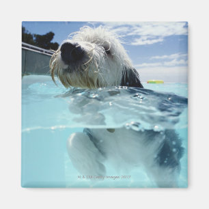 Dog Swimming in a Swimming Pool Magnet