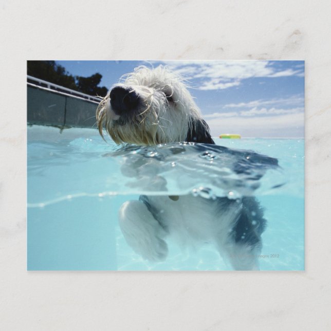 Dog Swimming in a Swimming Pool Postcard (Front)