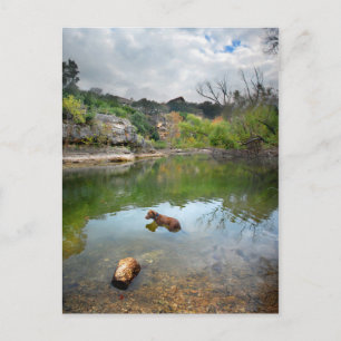 Dog swimming in Barton Creek - Austin Texas Postcard