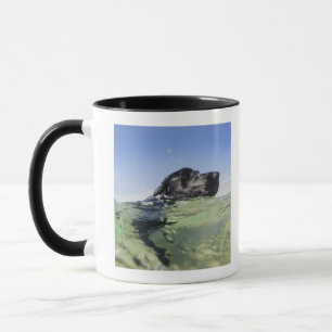 Dog swimming in water mug
