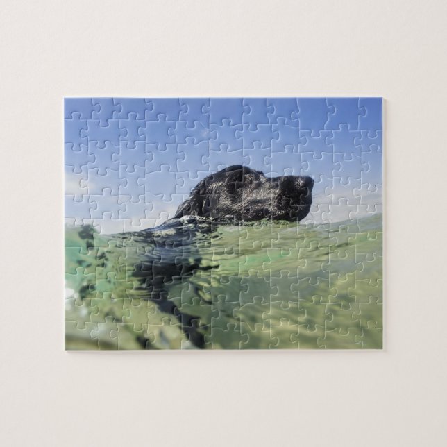 Dog Swimming Jigsaw Puzzle (Horizontal)