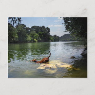 Dog Swimming Ladybird Lake - Downtown Austin Texas Postcard