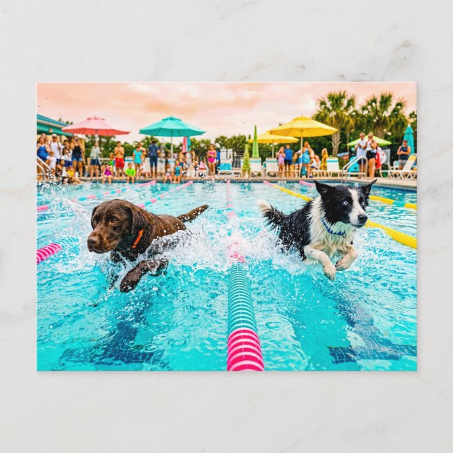 Dog swimming race postcard (Front)