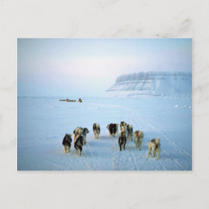 Dog teams, Devon Island, Northwest Territories Postcard