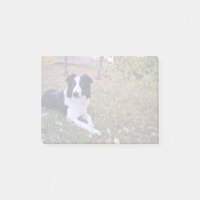 Dog Themed, Border Collie Lies In Yard With Fallen Post-it Notes (Front)