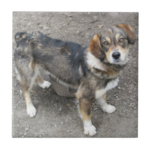 Dog Tile