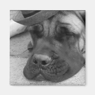 Dog Tired Magnet