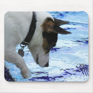 Dog touching water at the swimming pool mouse pad