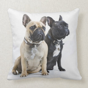 Dog training & obedience cushion