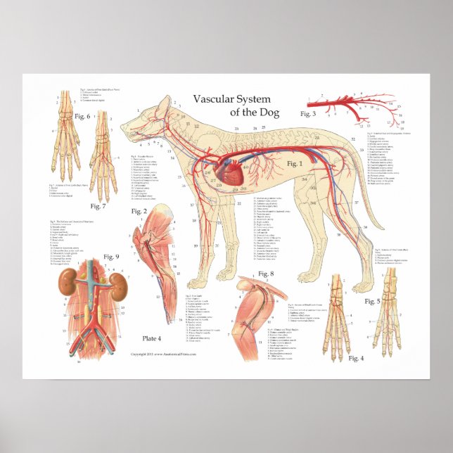Dog Vascular Anatomy Poster 18" X 24" (Front)