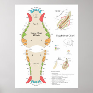 Dog Veterinary Dental Chart