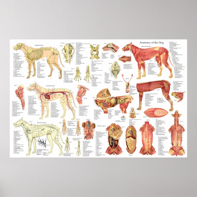 Dog Veterinary Muscle Anatomy Poster 24" X 36" (Front)