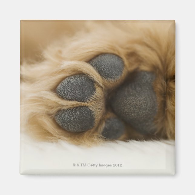 Dog, view of leg magnet (Front)