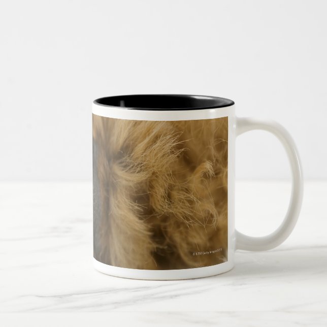 Dog, view of leg Two-Tone coffee mug (Right)