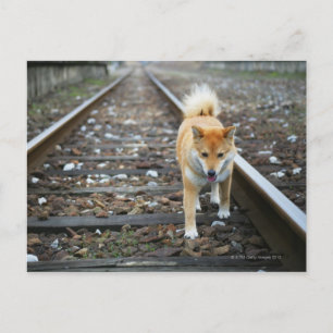 Dog walking track postcard