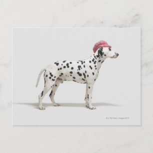 Dog wearing a hat postcard