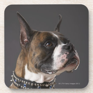 Dog wearing collar, looking away coaster