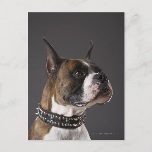 Dog wearing collar, looking away postcard (Front)