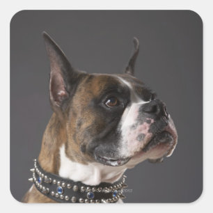 Dog wearing collar, looking away square sticker