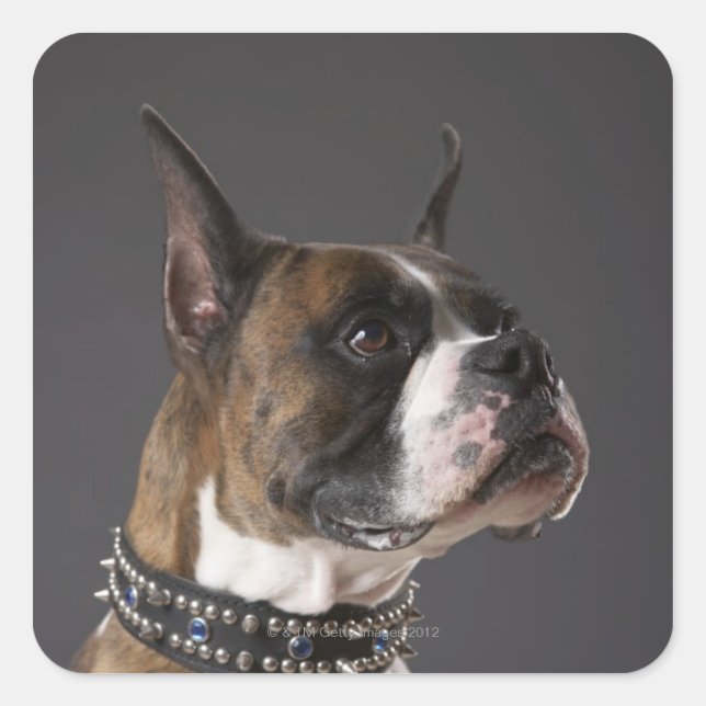 Dog wearing collar, looking away square sticker (Front)