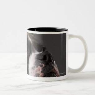 Dog wearing collar, looking away Two-Tone coffee mug