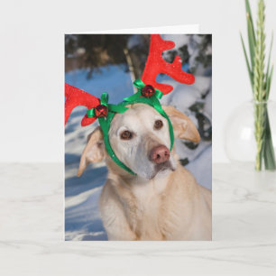Dog Wearing Reindeer Antlers Holiday Card