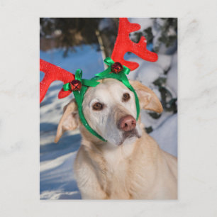 Dog Wearing Reindeer Antlers Holiday Postcard