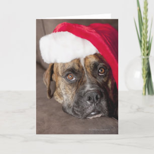 Dog wearing Santa hat Holiday Card