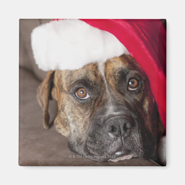 Dog wearing Santa hat Magnet (Front)