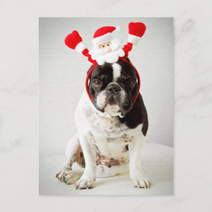 Dog wearing santa headband holiday postcard