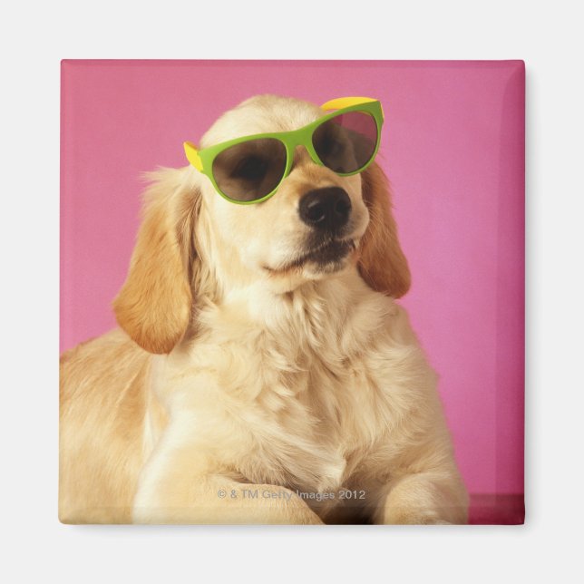 Dog wearing sunglasses 2 magnet (Front)