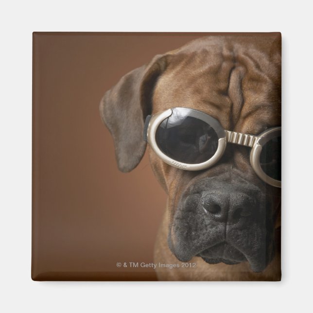 Dog wearing sunglasses 3 magnet (Front)