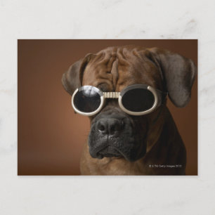 Dog wearing sunglasses postcard