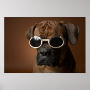Dog wearing sunglasses poster