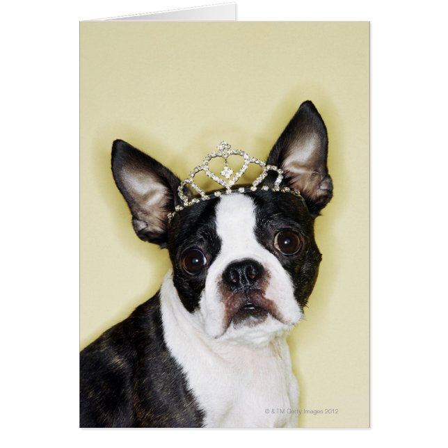 Dog Wearing Tiara (Front)