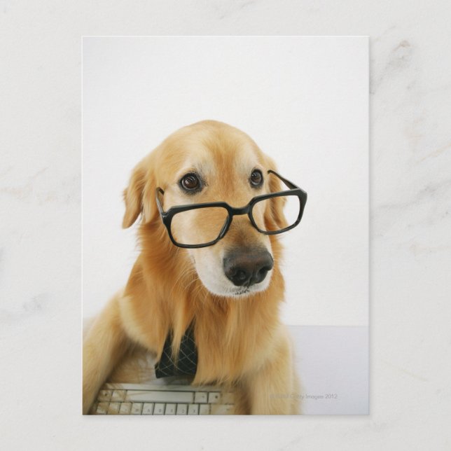 Dog wearing  tie and glasses sitting on chair in postcard (Front)