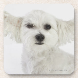 Dog winking coaster