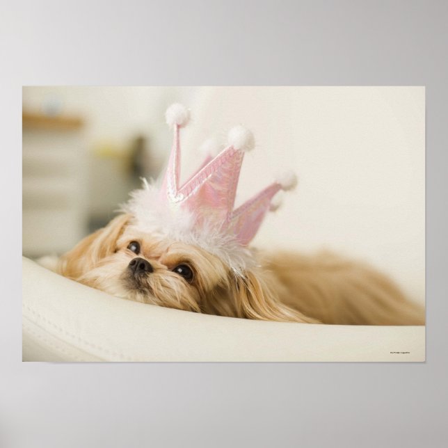 Dog with a crown poster (Front)