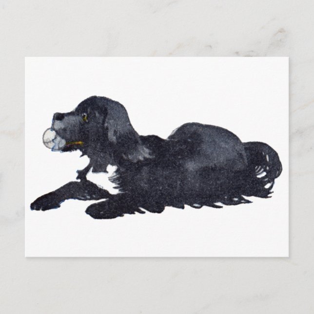 Dog with Ball Wants to Play Fetch Postcard (Front)