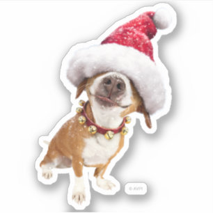 Dog With Big Santa Hat