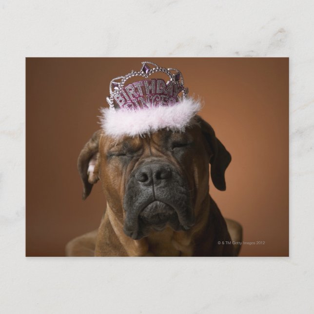 Dog with birthday crown on head postcard (Front)