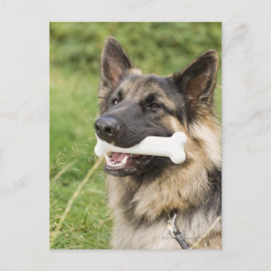 Dog with bone postcard